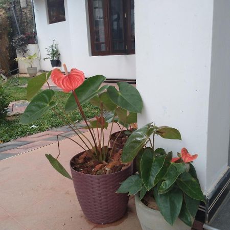 Holly House Homestay Ella Exteriér fotografie